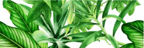 Dekorlap,  Valore GARDEN TROPIC DEKOR C RET 25x75