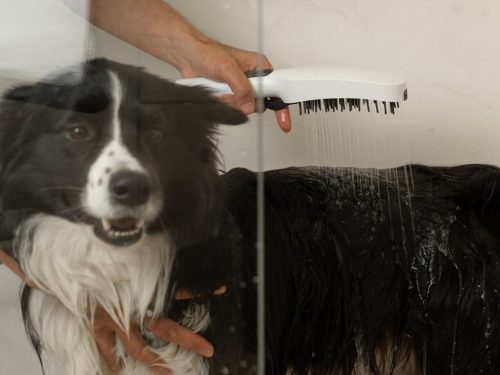 Kézizuhany, Ravak kézi zuhany kutyáknak X07P1478